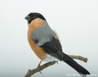 /album/vogels-van-jacques/huvaere-10-jpg/